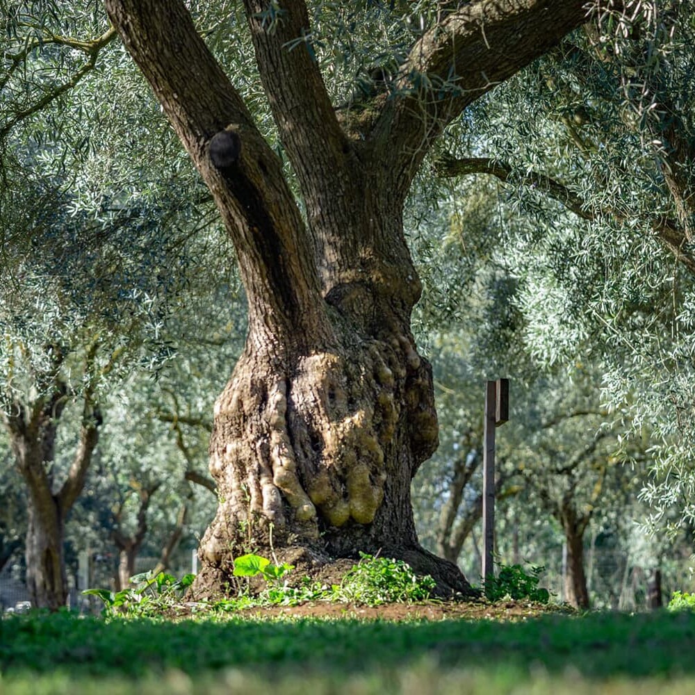 Foto gallery agricampeggio