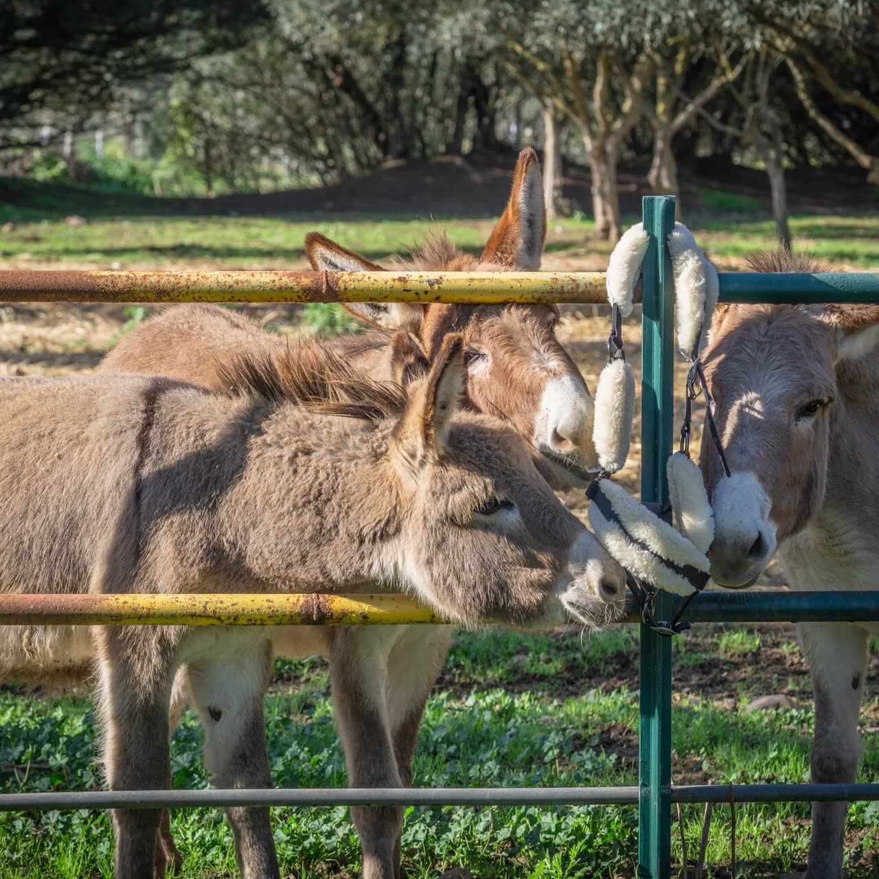 Foto gallery fattoria didattica
