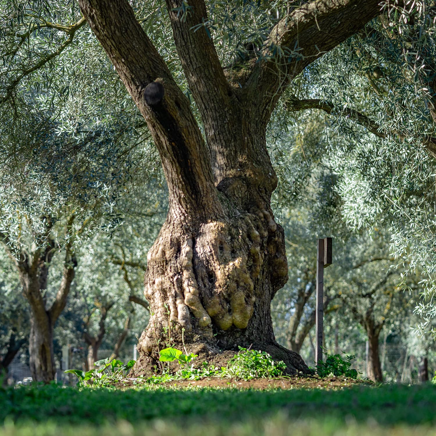 Agricampeggio Donne Rurali — foto 2